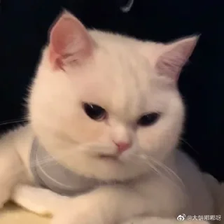 🐈 emoji gαtinhα fofinhα com rαivα. — 大饼嘟嘟呀 Telegram sticker 7 of 16