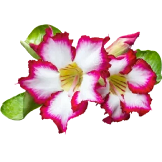 🌻 emoji @POSITIVOSER 🌼🍃🍃 Telegram sticker 14 of 63