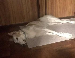 🐕 emoji Borzoi & Friends Telegram sticker 15 of 46