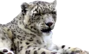 😪 emoji Snep Lep Blep Telegram sticker 15 of 119
