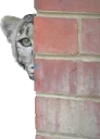 😳 emoji Snep Lep Blep Telegram sticker 19 of 119