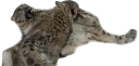 😡 emoji Snep Lep Blep Telegram sticker 10 of 119