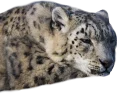 😑 emoji Snep Lep Blep Telegram sticker 9 of 119