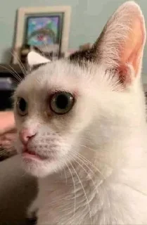 🦷 emoji Gato Cássio do Corinthians Telegram sticker 5 of 15