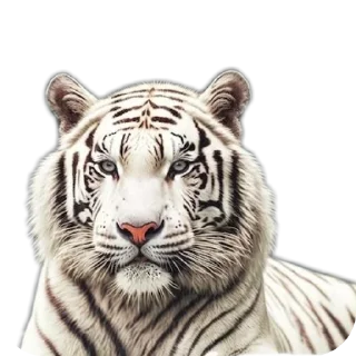 😊 emoji Tigre Telegram sticker 13 of 109