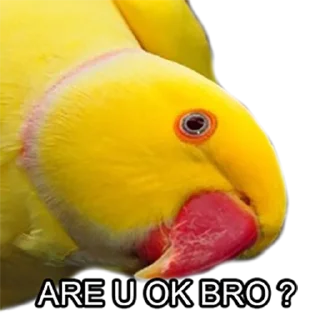 😀 emoji Bro Parrot Telegram sticker 11 of 15