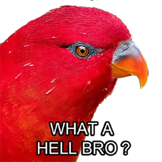 😡 emoji Bro Parrot Telegram sticker 10 of 15