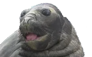 😜 emoji Seal Dreams Telegram sticker 13 of 55