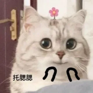 🥶 emoji 猫猫表情包 👉 @biaoqing8 Telegram sticker 14 of 28