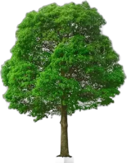 🌳 emoji N🌳ᥲ🌳t🌳ᥙ🌳r🌳ᥱ🙏DJ Telegram sticker 18 of 120