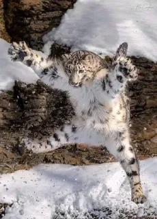 Sticker from Snow leopard