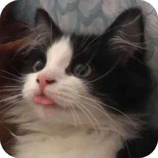 🫥 emoji Gato. Telegram sticker 19 of 34