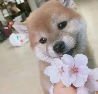 🌸 emoji Shiyisha pov Telegram sticker 7 of 96