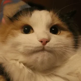 Sticker from Крути Кота!