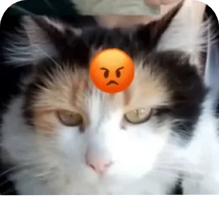 🐱 emoji Roberto Steal Pack Telegram sticker 14 of 77