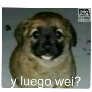🐶 emoji Denle Yupi A @nokasvip Telegram sticker 8 of 120