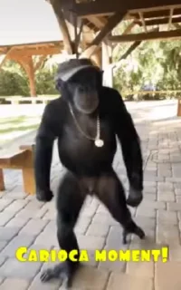 🐵 emoji Puño Video Steal Pack 1 Telegram sticker 7 of 50