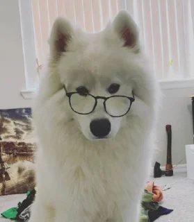 🤓 emoji Samoyedo Jota Telegram sticker 5 of 49