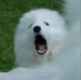 😱 emoji Samoyedo Jota Telegram sticker 19 of 49