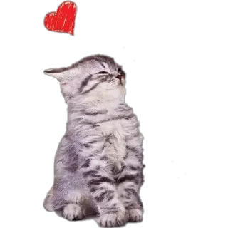 🥰 emoji Gatitos Telegram sticker 23 of 88