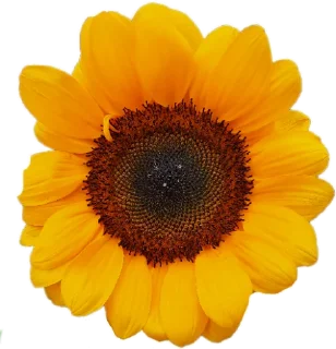🌻 emoji DXD Telegram sticker 10 of 80