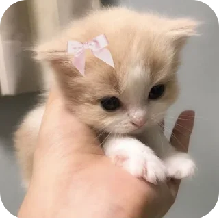 🐱 emoji @sexxnv 'Harry Telegram sticker 23 of 34