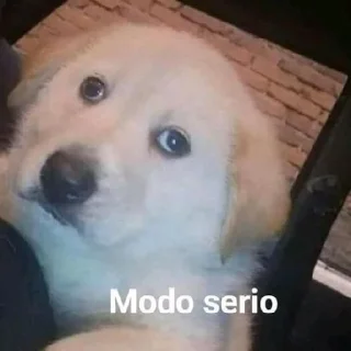 😐 emoji MEMES DE PERROS - [Instagram: @WiStickers] Telegram sticker 24 of 26