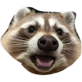 😃 emoji Habēmus un poco más de Raccoon Telegram sticker 4 of 120