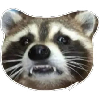 👹 emoji Habēmus un poco más de Raccoon Telegram sticker 6 of 120