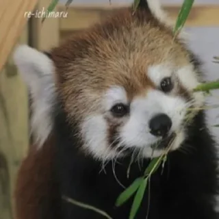 🎋 emoji red panda Telegram sticker 6 of 51