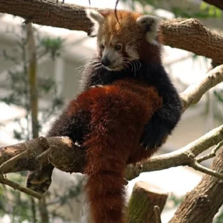 😐 emoji red panda Telegram sticker 10 of 51
