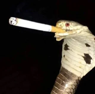🚬 emoji Smoke @caneda Telegram sticker 9 of 43