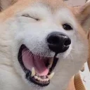 🐺 emoji Doggos Telegram sticker 2 of 68