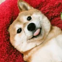 🐺 emoji Doggos Telegram sticker 22 of 68