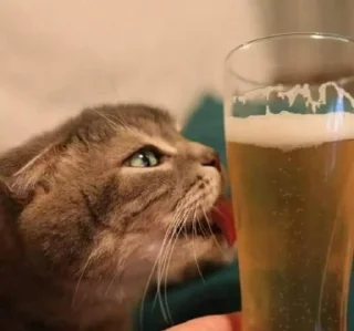 🍺 emoji Gatos Telegram sticker 19 of 41