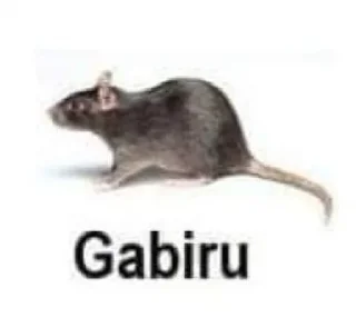 Sticker from Nordeste