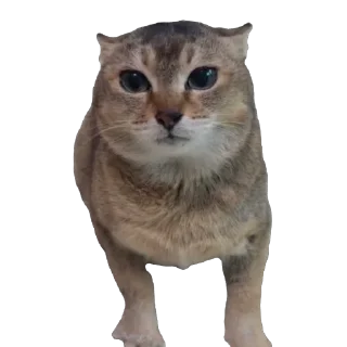 🫥 emoji tole-tole pack Telegram sticker 21 of 29