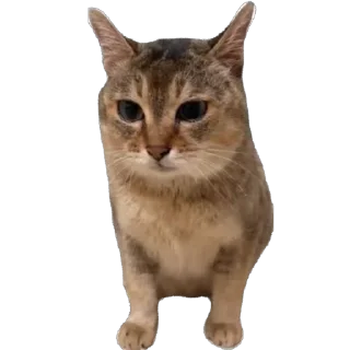 🫥 emoji tole-tole pack Telegram sticker 5 of 29