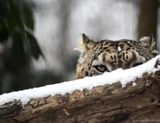 😶 emoji Sneaky Snep Telegram sticker 18 of 49