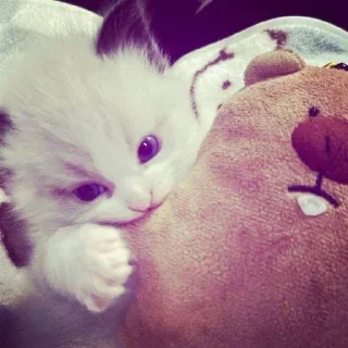 ✨ emoji я хз • @DayStikBot Telegram sticker 15 of 62