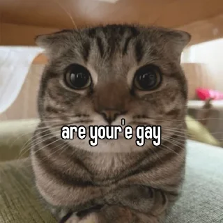 🏳️‍🌈 emoji animal captions Telegram sticker 15 of 35
