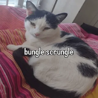🥺 emoji animal captions Telegram sticker 14 of 35