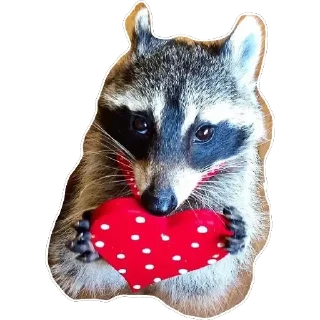 ❣️ emoji Habēmus un poco más de Raccoon Telegram sticker 23 of 120