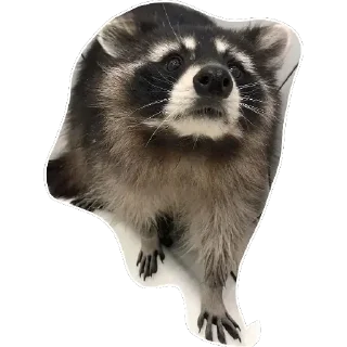 🥺 emoji Habēmus un poco más de Raccoon Telegram sticker 10 of 120