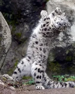 ❄ emoji Snow leopard Telegram sticker 19 of 38