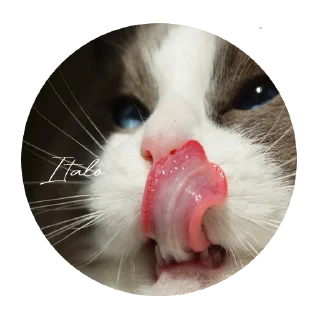 😛 emoji O GATO Telegram sticker 13 of 18
