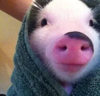 Sticker from cute pigs 🐷