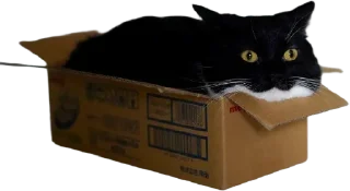 📦 emoji Orang chat Telegram sticker 8 of 89