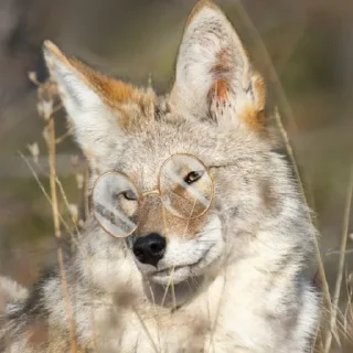 Sticker from Coyote gathering!