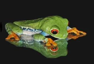 😳 emoji Willy frog 2 Telegram sticker 18 of 31